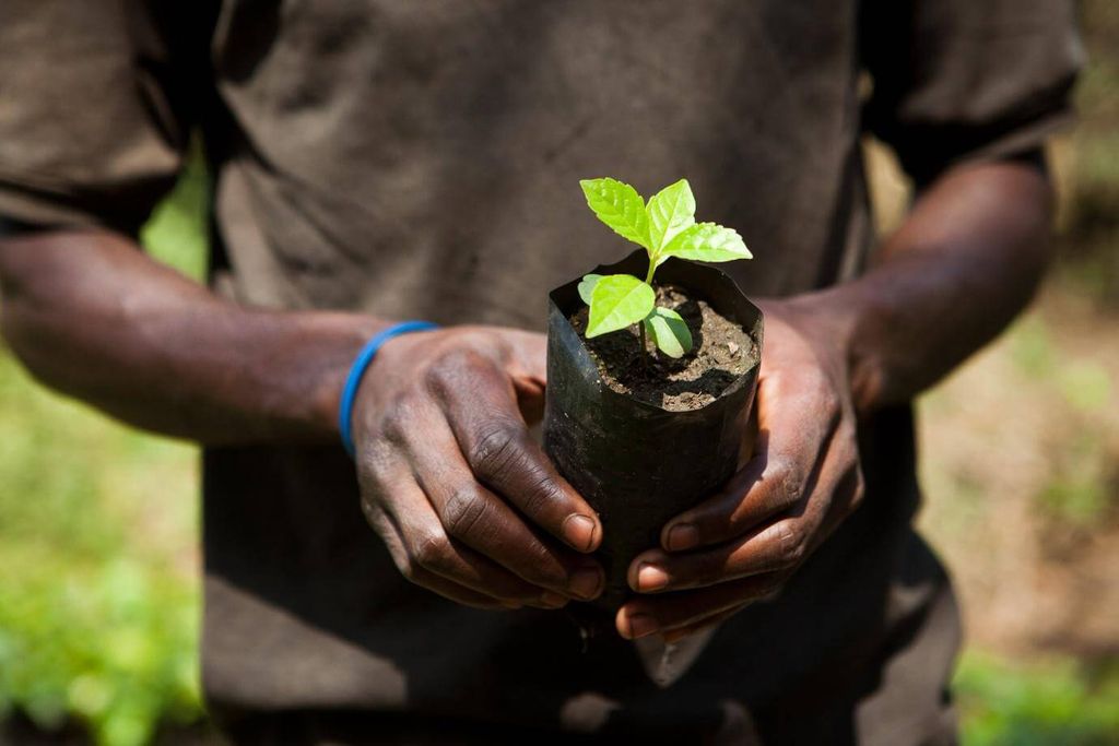 Global reforestation projects