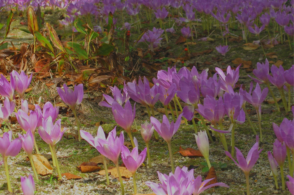 Protecting Antalya’s Rare Endemic Wildflowers